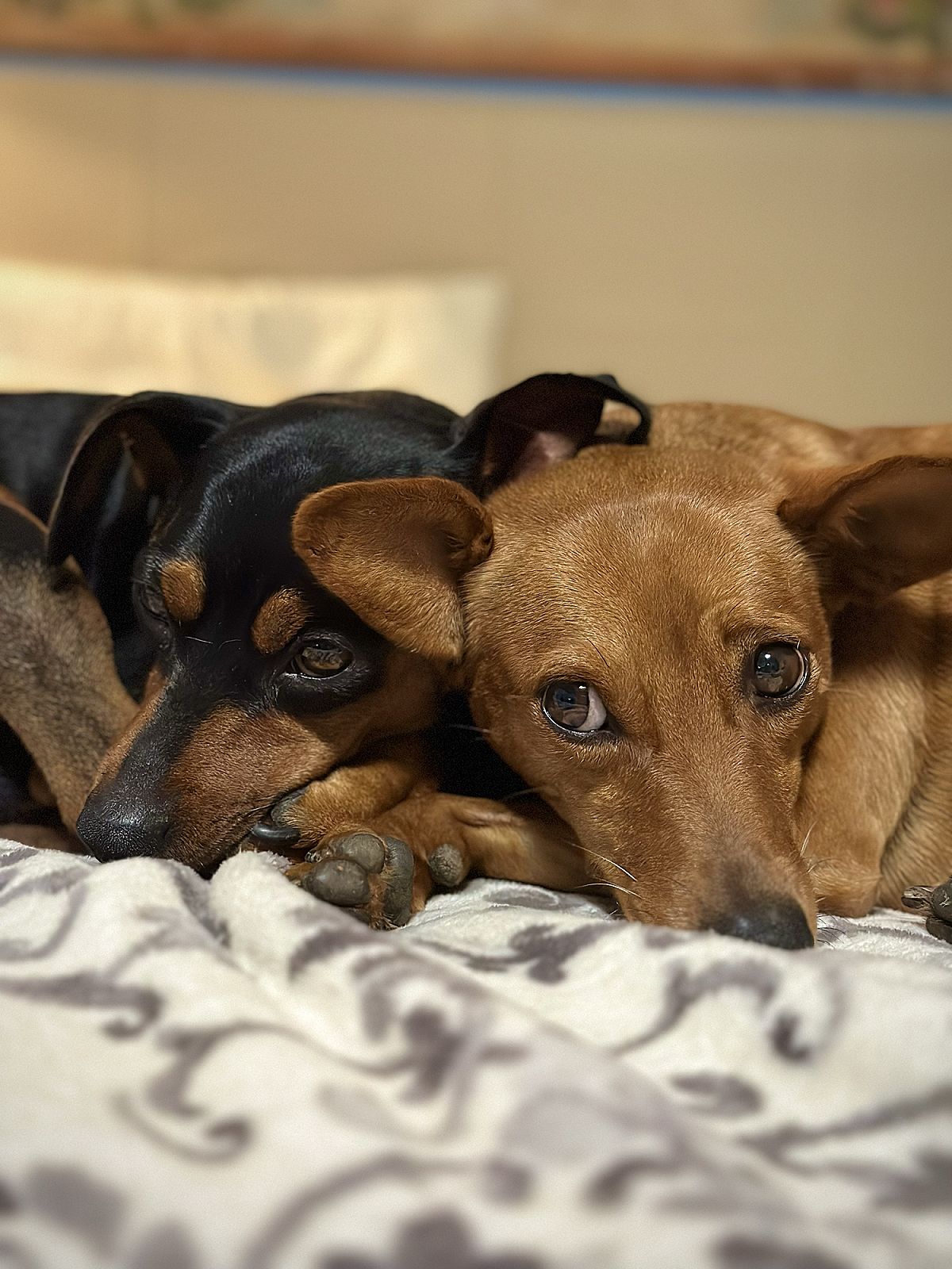 Due cani acciambellati uno accanto all'altro su un letto