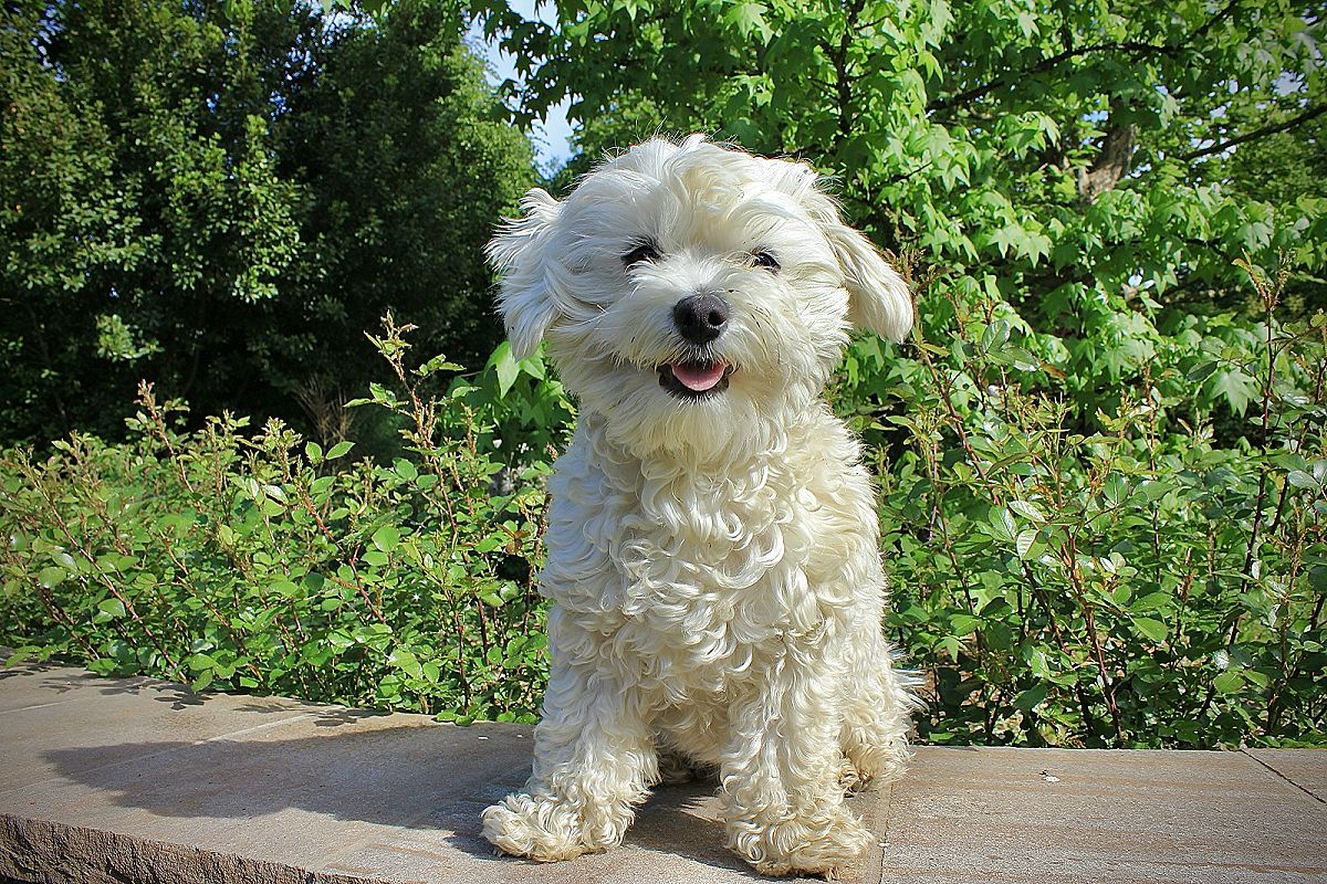 Un cane bianco a pelo riccio seduto su un vialetto, fra le siepi