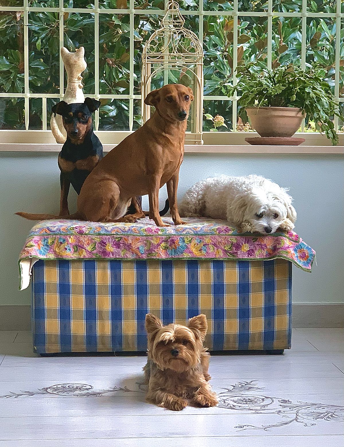 Tre cani in una veranda, due su una panca e uno sul pavimento