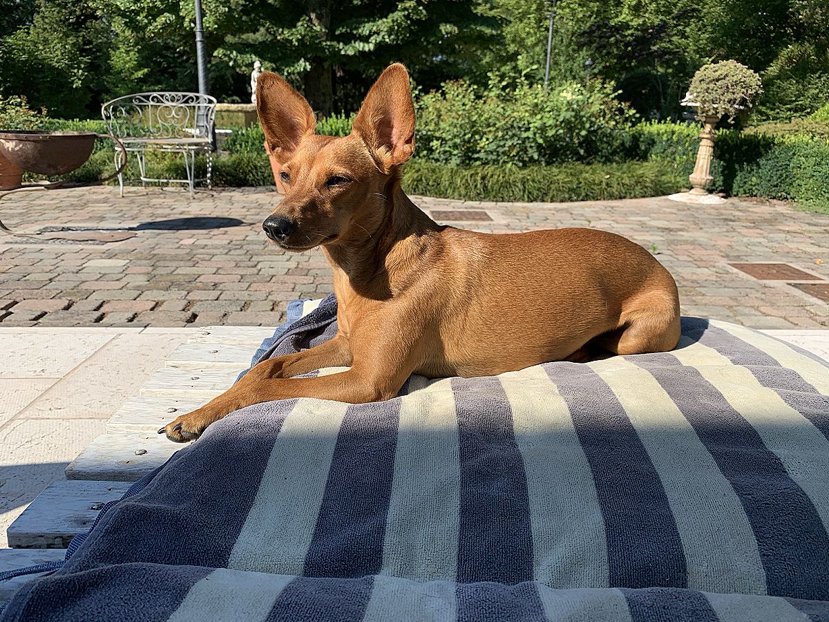 Un cane marrone sdraiato su un telo a righe, in una terrazza circondata dal verde
